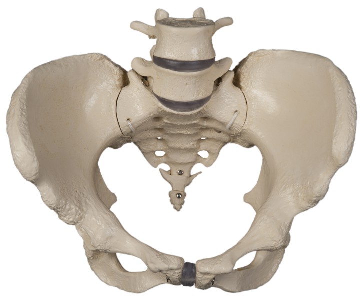 Female pelvis, flexible