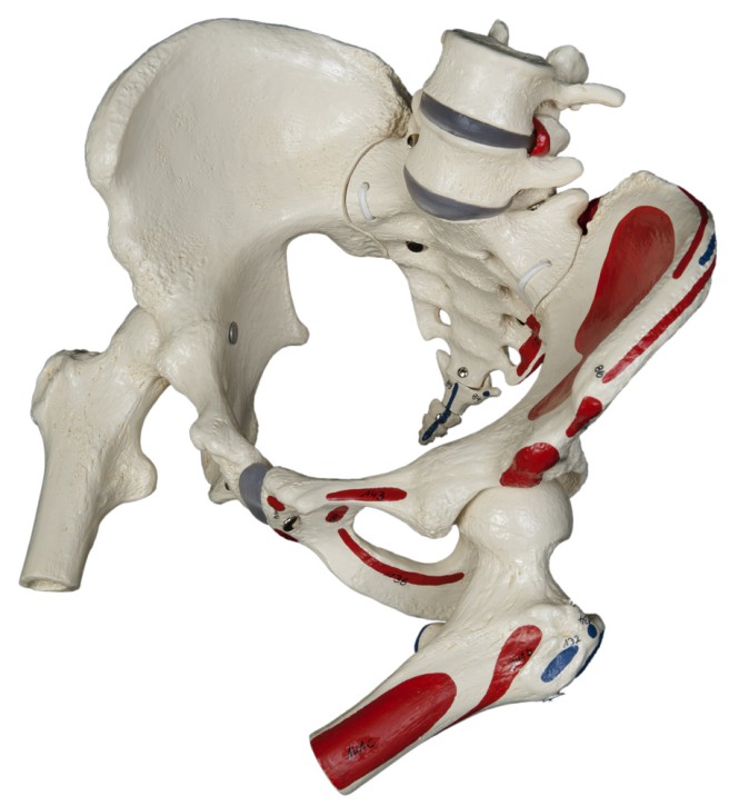 Female pelvis, muscles, flexible, with femur heads