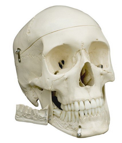 Anatomical Model - Human Skull