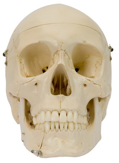 Anatomical Model - Structure Skull