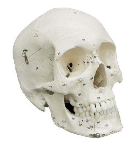 Anatomical Model - Skull with Numbers