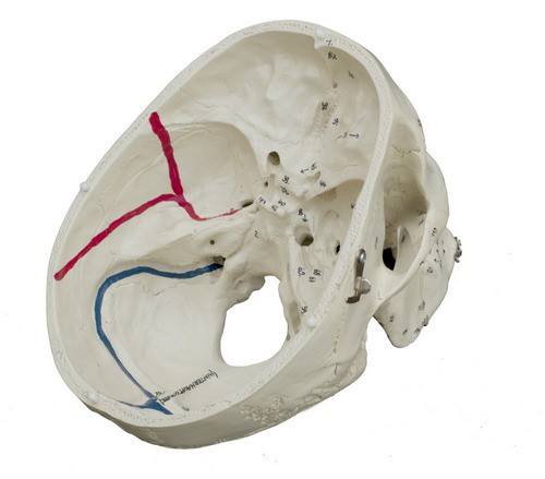 Anatomical Model - Special Human Skull