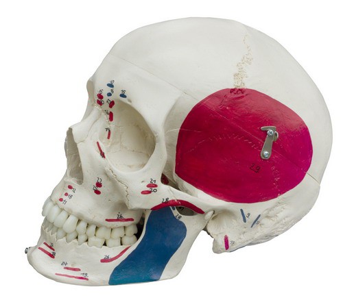 Anatomical Model - Special Human Skull with Muscles