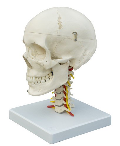 Anatomical Model - Skull on Cervical Vertebrae