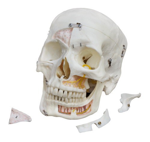 Anatomical Model - Human Demo-Skull