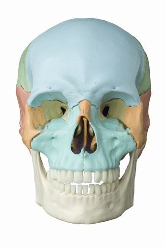 Magnt skull pastell coloured, 18 parts