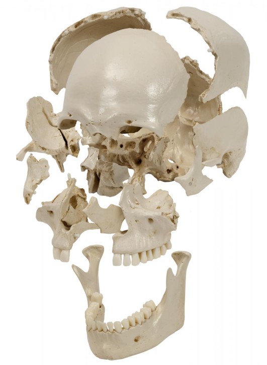 Anatomical Model - snap skull white, 18 parts