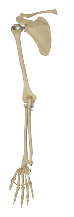 Anatomical Model - Human arm