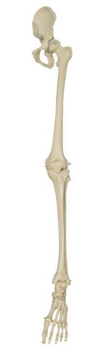 Anatomical Model - Human leg