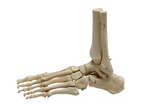 Anatomical Model - Human foot