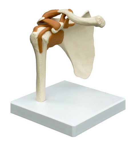 Anatomical Model - Shoulder joint