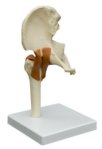 Anatomical Model - Hip joint