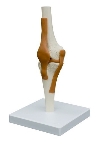 Anatomical Model - Knee joint