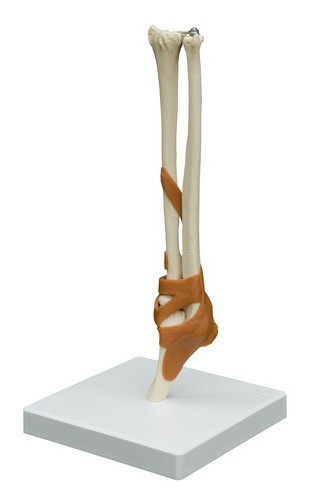 Anatomical Model - Elbow joint