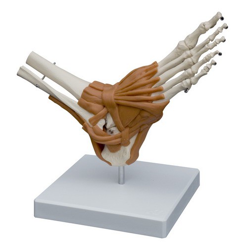 Anatomical Model - Foot