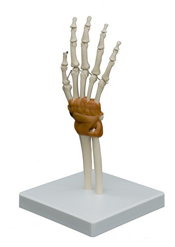 Anatomical Model - Hand