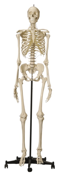 Anatomical Model - Skeleton with female pelvis