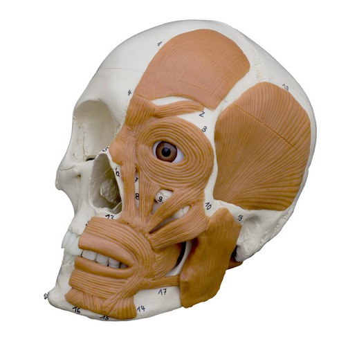 Anatomical Model - Skull with muscles, 4-parts