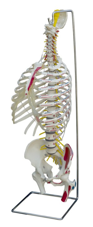 Wirbelsäule mit Brustkorb und Muskelbemalung