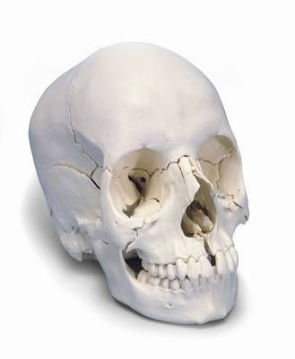 Adult Human Skull Model - Bone Colored Version, 22 part