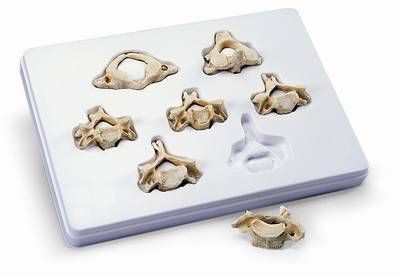 Set of 7 BONElike Cervical Vertebrae