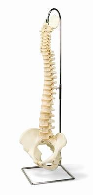 BONElike Vertebral Column Model