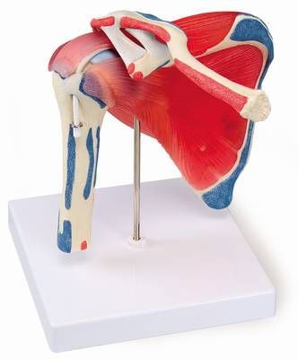 Schultergelenk mit Rotatorenmanschette, 5-teilig