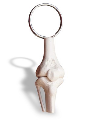 ruediger Anatomie mipo 52lam le corps humain Tableau, 24 cm x 34 cm, laminé