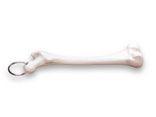 Schlüsselanhänger Mini-Femur (Oberschenkel)