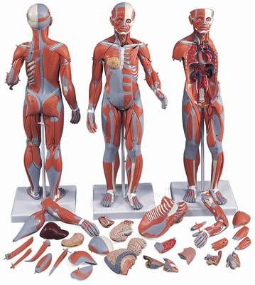 Muskelfigur, zweigeschlechtig mit inneren Organen, 33-teilig