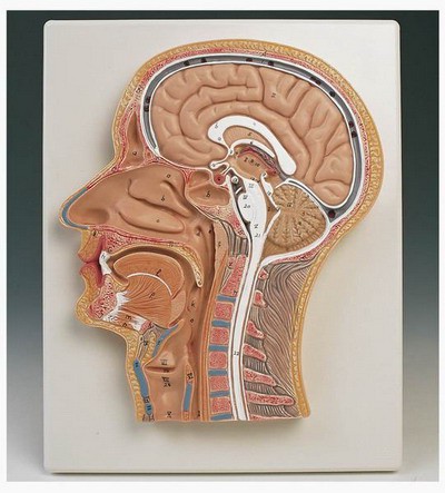 Median Section of the Head