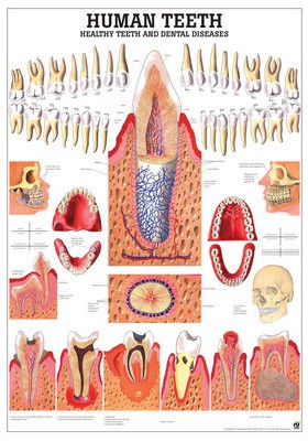Healthy and Diseased Teeth