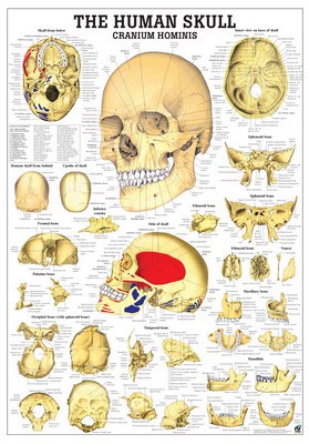 The Human Skull