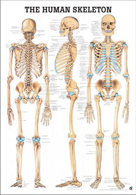 The Human Skeleton