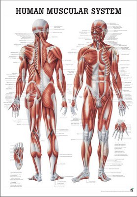 Human Muscular System, englisch, 70 x 100 cm, papier
