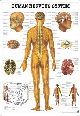 Human Nervous System, english, 70 x 100 cm, paper