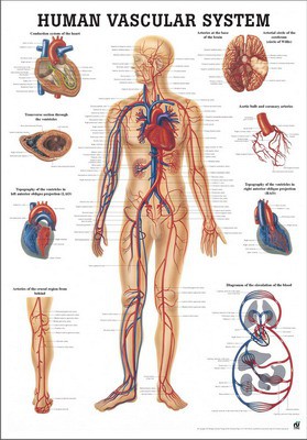 Human Vascular System