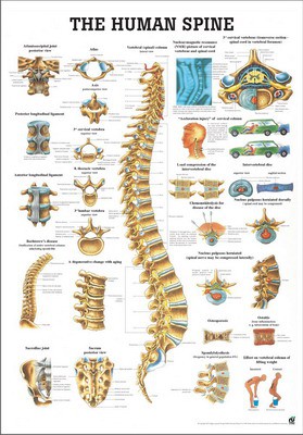 The Human Spine
