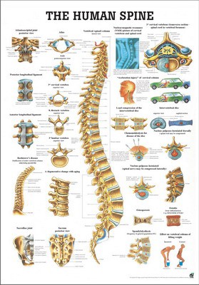 The Human Spine, english, 70 x 100 cm, laminated