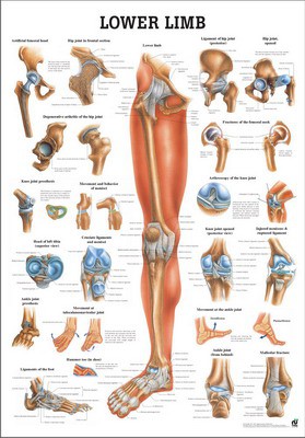 The Lower Limb, english, 70 x 100 cm, laminated