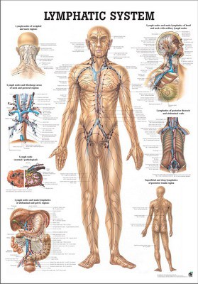 Human Lymphatic System, englisch, 70 x 100 cm, laminiert