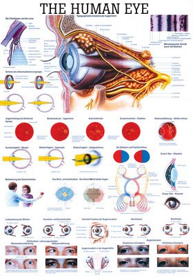 The Human Eye