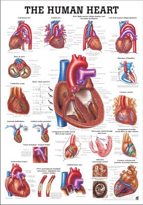 The Human Heart, englisch, 70 x 100 cm, laminiert