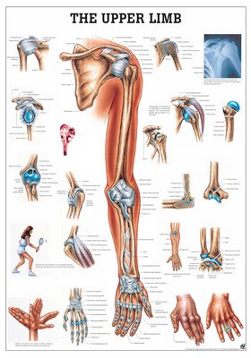 The Upper Limb