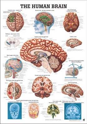 The Human Brain, english, 70 x 100 cm, paper