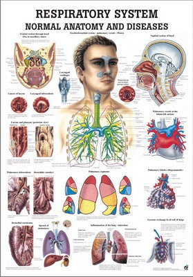 The Respiratory System, english, 70 x 100 cm, paper