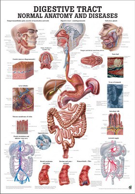 The Digestive Tract, englisch, 70 x 100 cm, papier