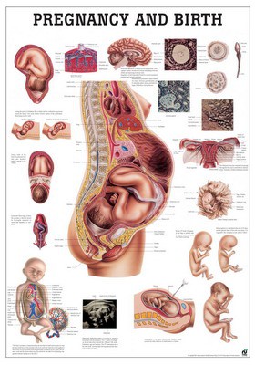 Pregnancy and Birth, english, 70 x 100 cm, paper