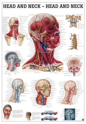 Head and Neck