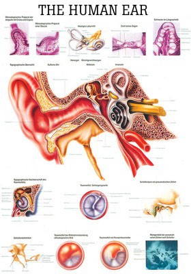 The Human Ear